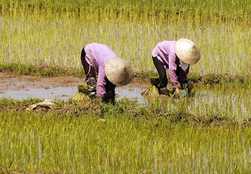 teaching english in vietnam